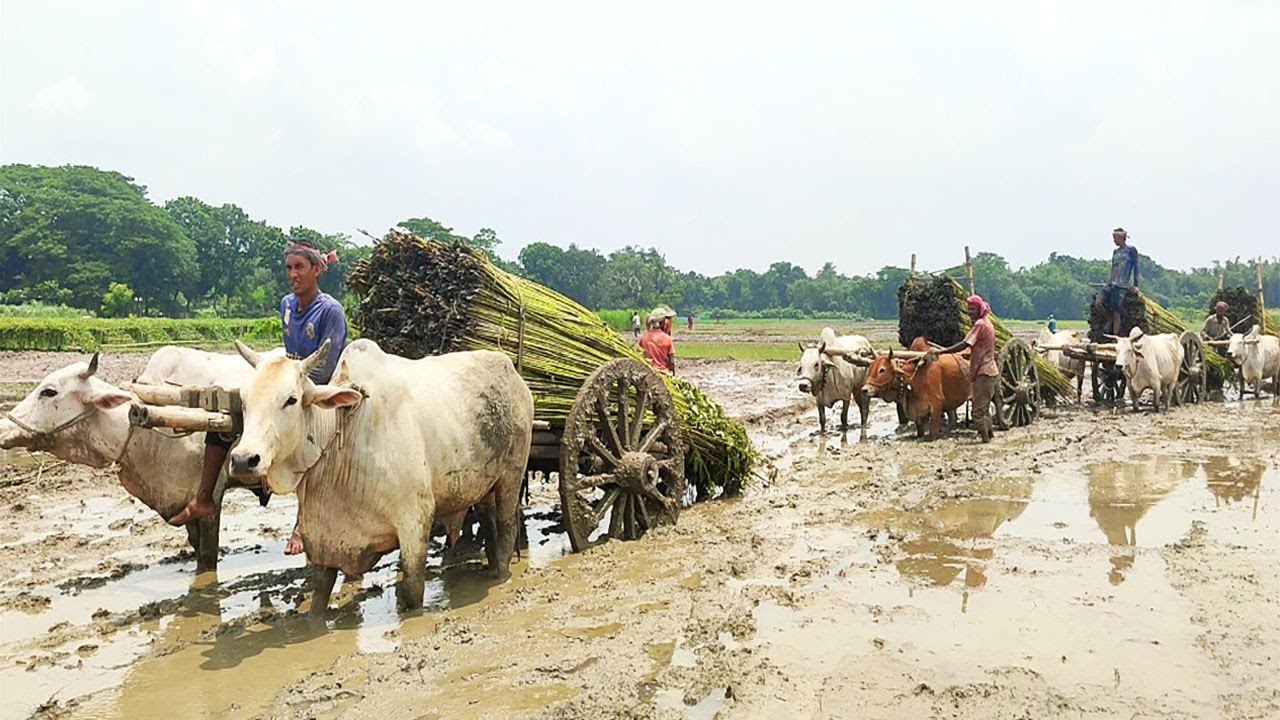 Cows have pulled jute in knee-deep mud // Jute transpart system // Bullock Cart Race