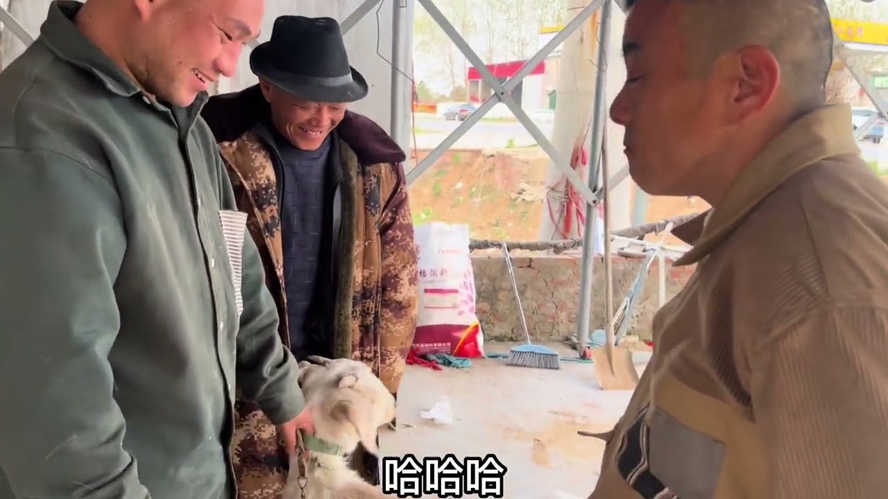 给红伟的羊治不孕不育！红伟说他太倒霉了！养个羊还得个不孕不育 #我的乡村生活 #三农养殖