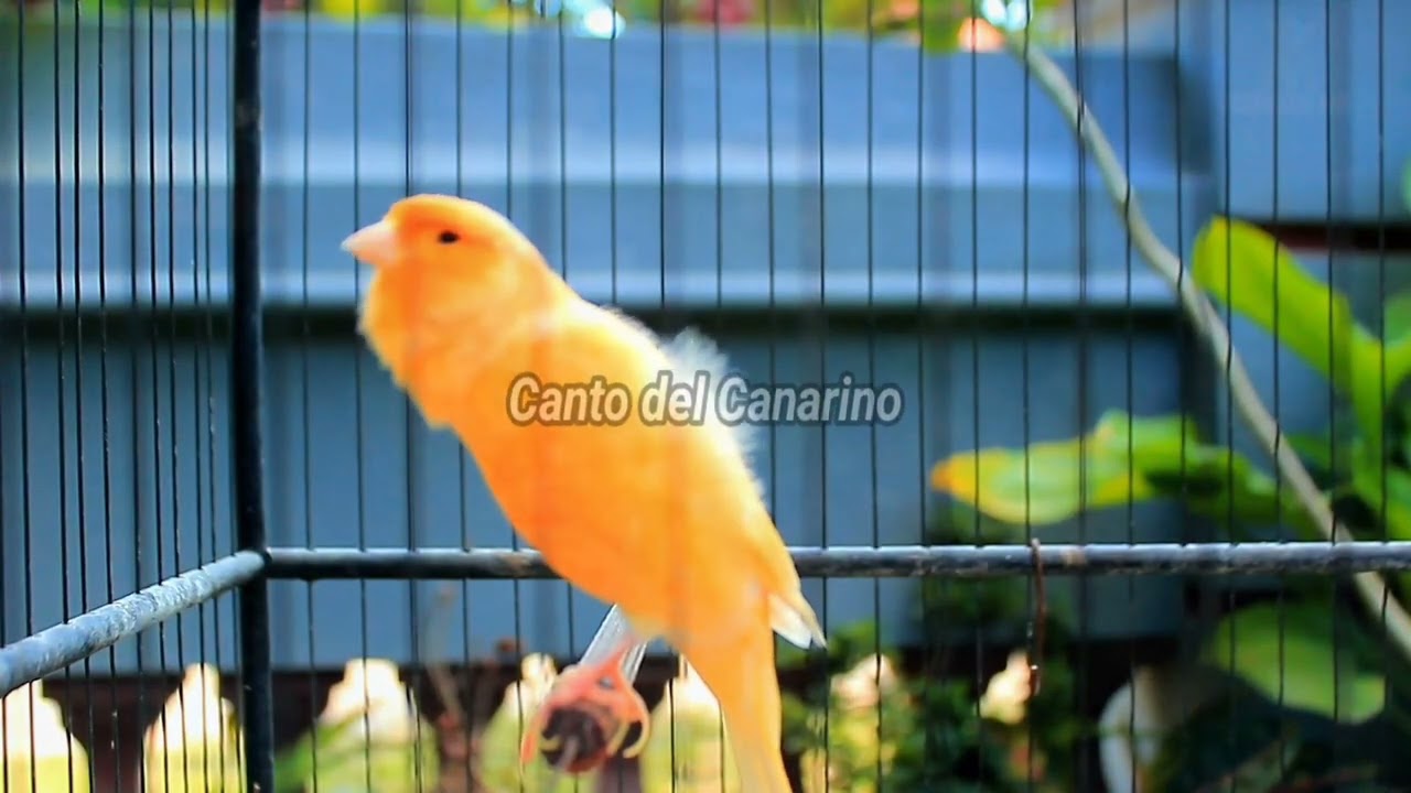 Canto del Canarino Forte e Naturale per Allenamento, Richiamo e Relax 25