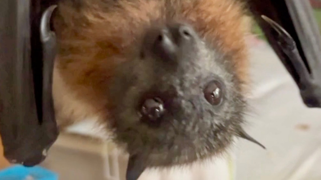 Toof part 8;  juvenile flying-fox in care from days 6 to 8.
