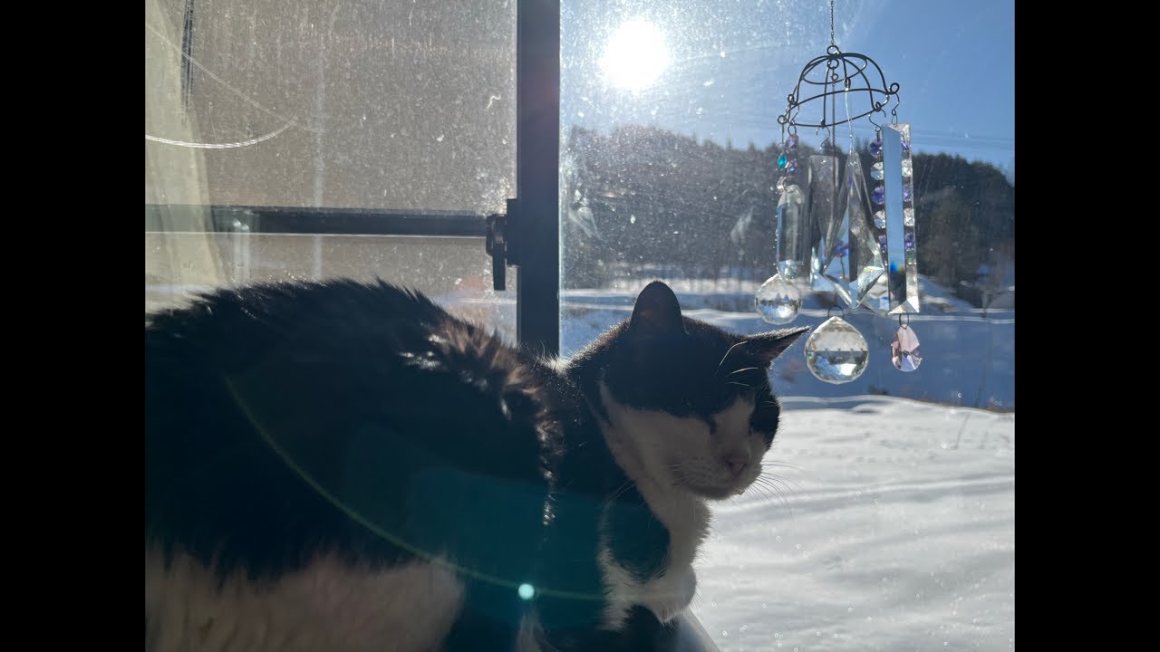 ぴーカン(/・ω・)/長野県、犬猫さんぽ🌞