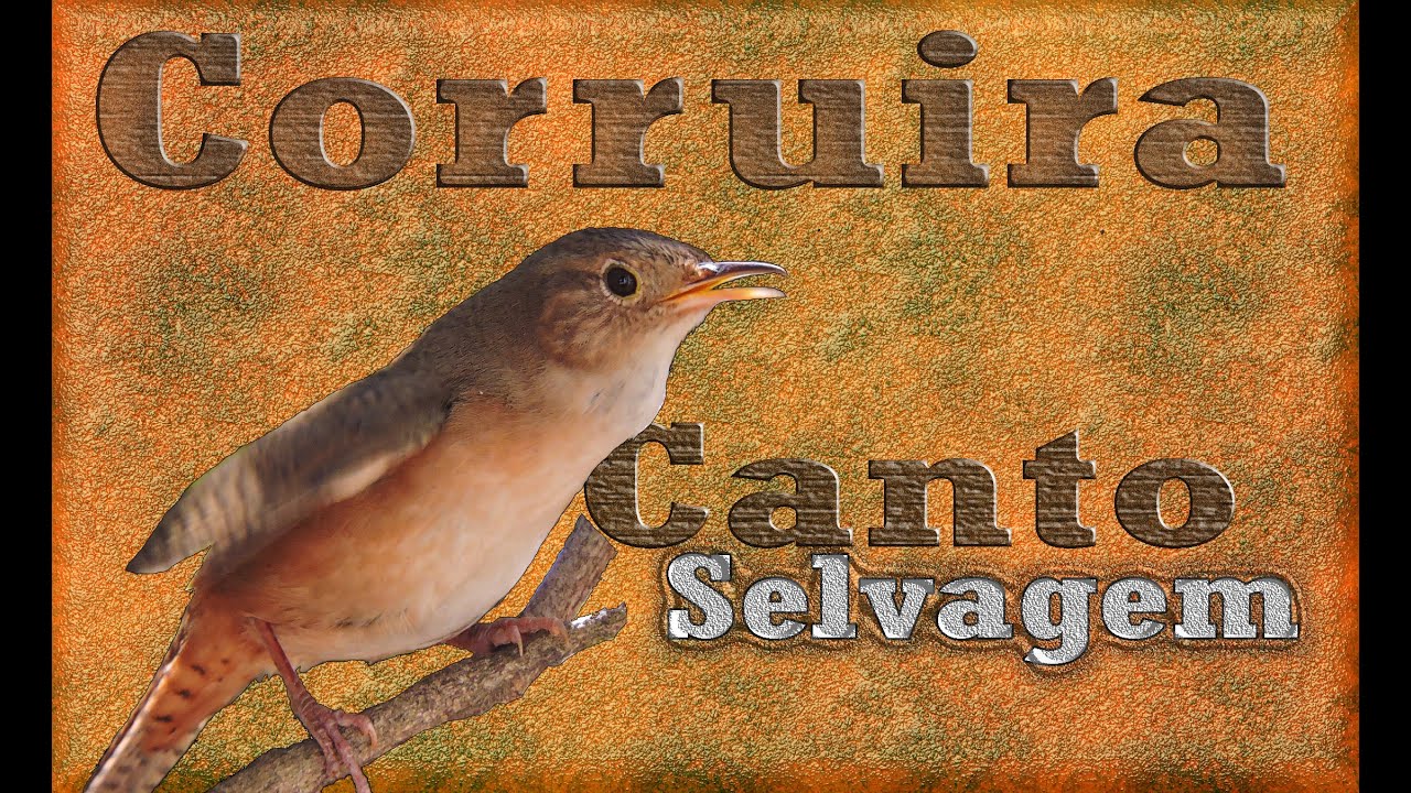 Corruíra canto selvagem gravada ao vivo em HQ para os amantes desse pequeno e potente cantor