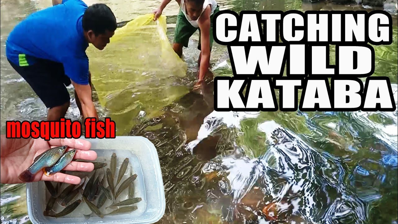 Catching jumbo wild mosquito fish aka 