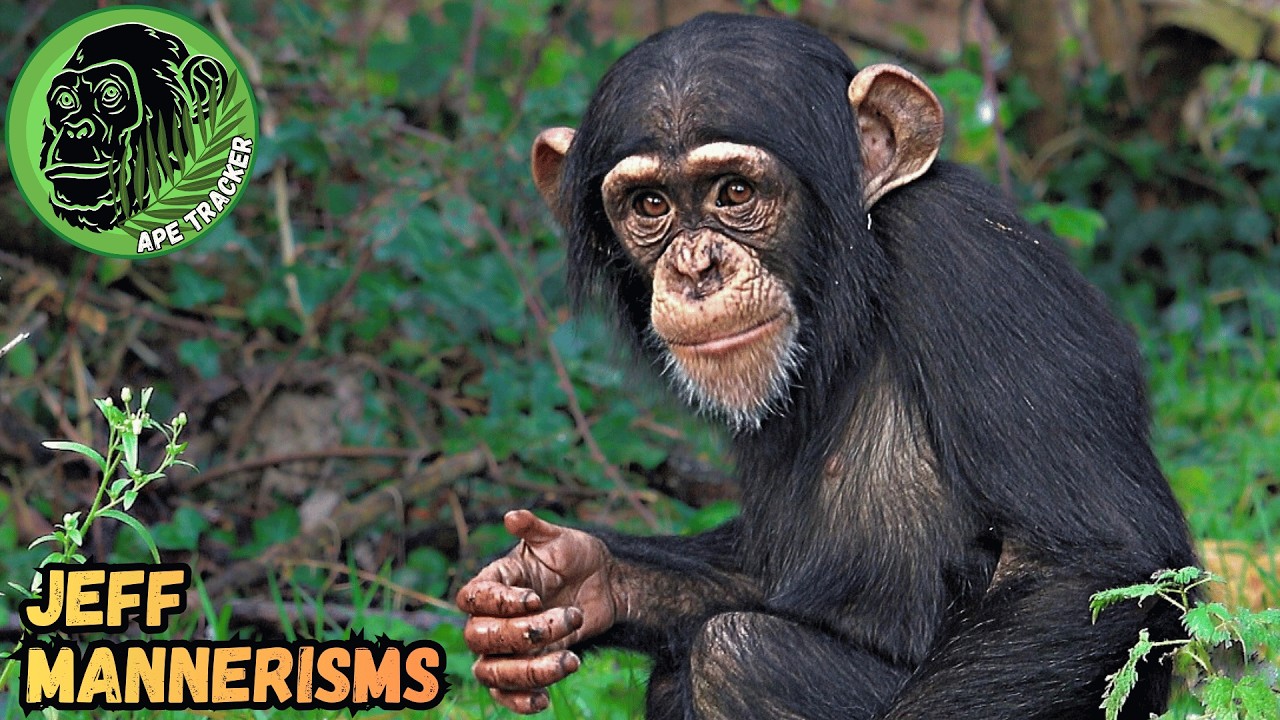 Chester Zoo Chimpanzee Jeff Is Getting Even Cuter ! 🐵🧡  #chimpanzee #cuteanimals