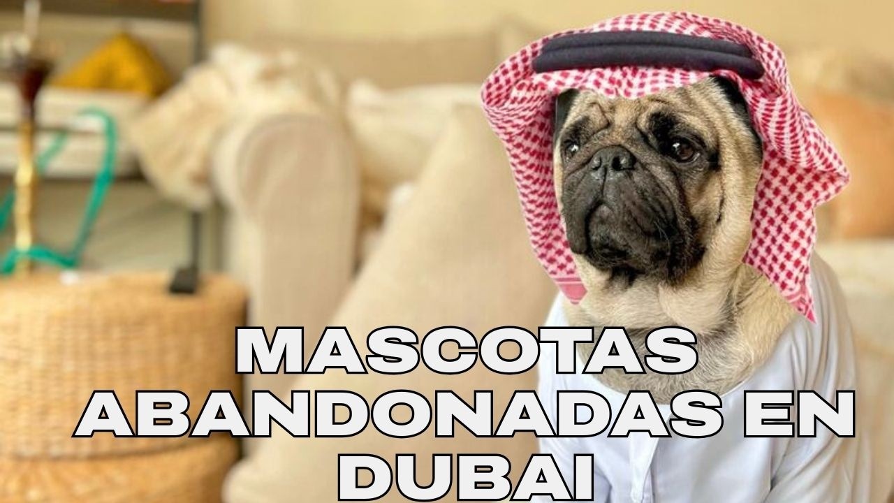 Influencers huyen de Dubái y abandonan mascotas en plena crisis | Celeste Murillo