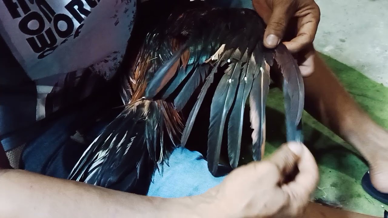 2 ways or techniques to connect damaged chicken wing feathers #part1/4