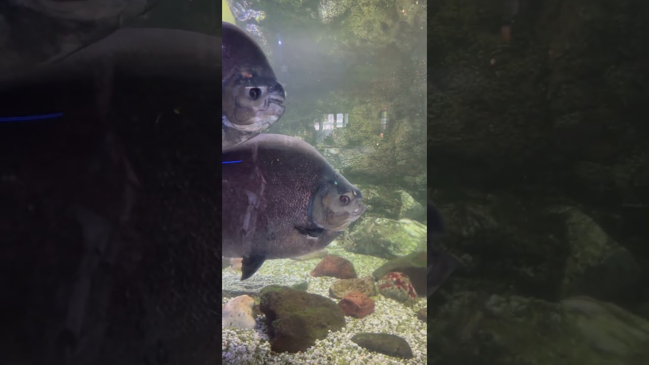 Piranha Acuario de Barcelona España Invierno ❄️🦈🇪🇸👀