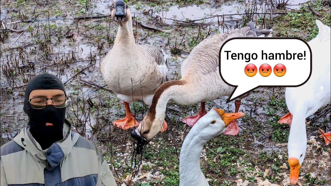 ¿Son las ocas tan agresivas como dicen? 🦢