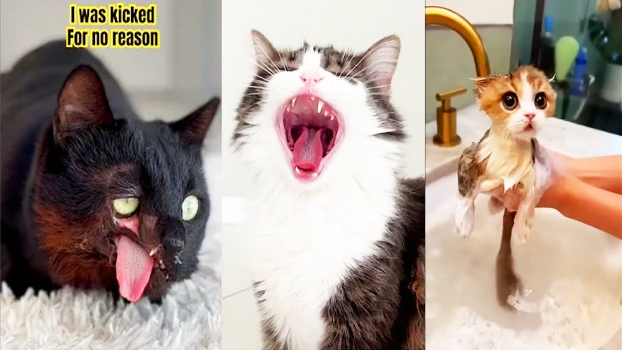 BRUSCHIMICHIS 😹 | 1 Hora De Risa | Nuevos Videos de Gatos Divertidos y Chistosos #5