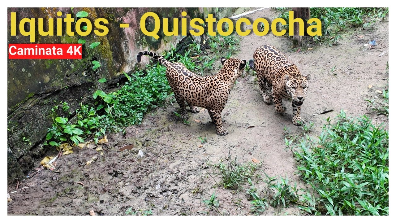 Iquitos Per&uacute; 2025 🇵🇪 Explorando Quistococha: Delfines, Otorongos en la Amazon&iacute;a Parte 1 🌿🐾