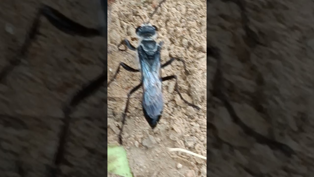 Great BlackWasp#Sphex pensylvanicus#BlueMud Dauber#Chalybion californicum#insects#garden#viralshorts