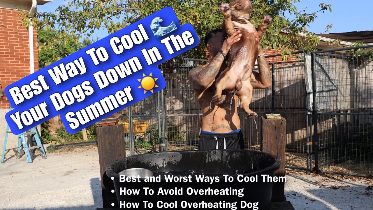 Best Way To Cool Your Dogs Down In The Summer 