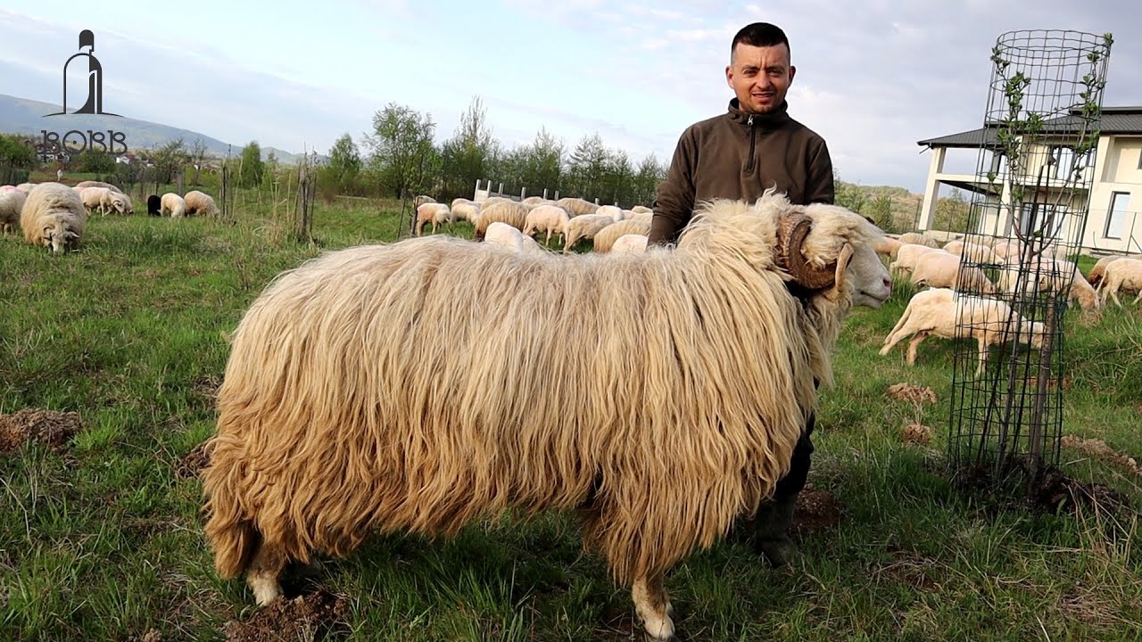 Turma de OI BĂLE a lui DAN din Negrești-Oaș | Ciobănia este cea mai GREA meserie?! Berbeci frumoși