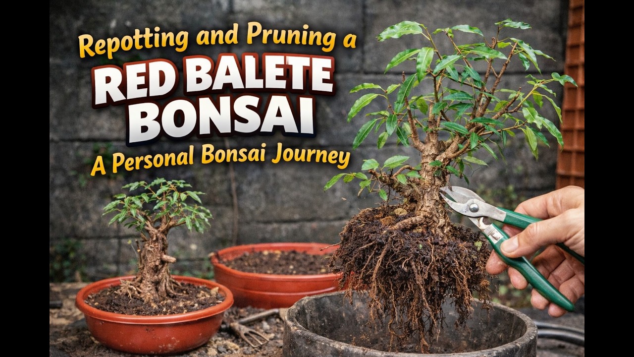 Repotting and Pruning a Red Balete Bonsai | A Personal Bonsai Journey