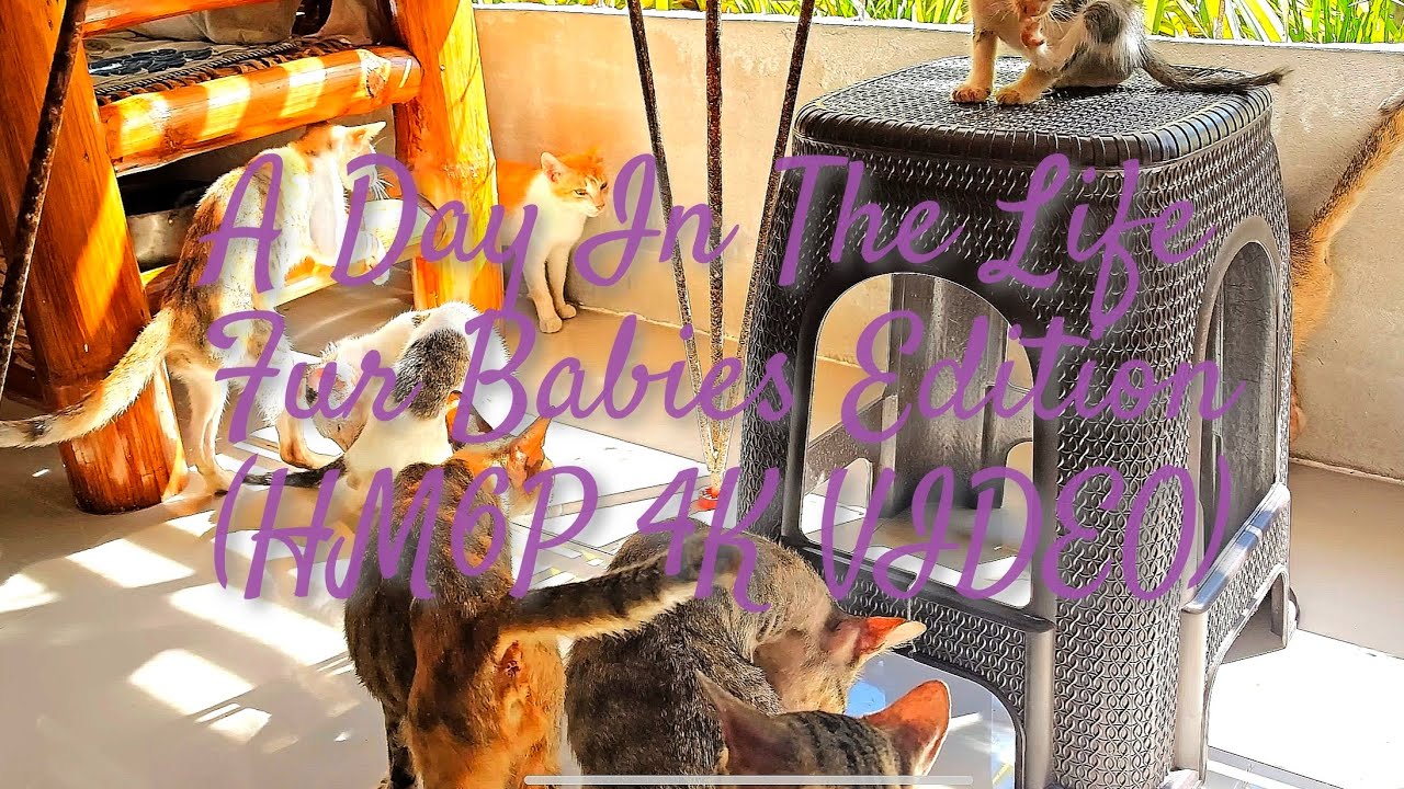 Ozamiz City Playing With My Fur Babies Cats Kittens Pinoy Trending Viral April 28 2025 hm6p 4k video