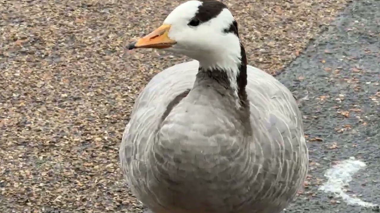 “Two bar-headed hybrid geese stroll ashore near the Serpentine, other geese nearby after rain 🪿🪿💧
