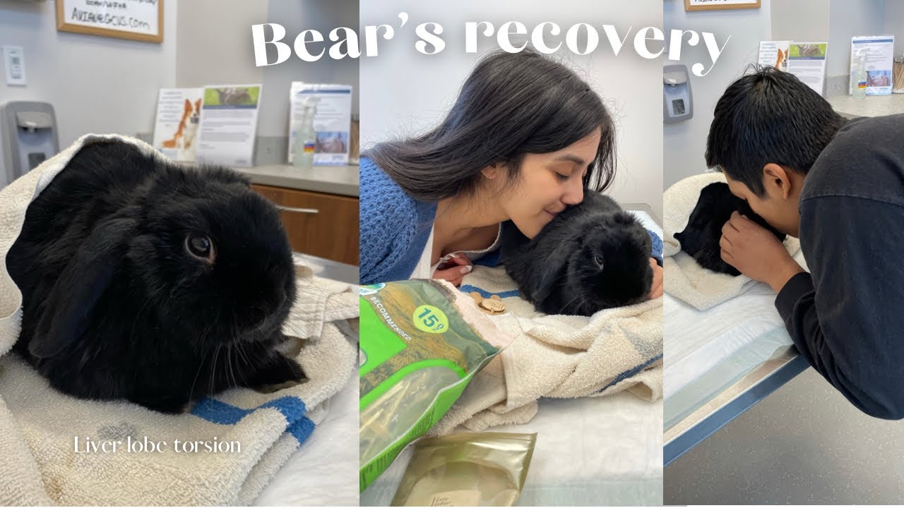 My bunny had emergency surgery| liver lobe torsion