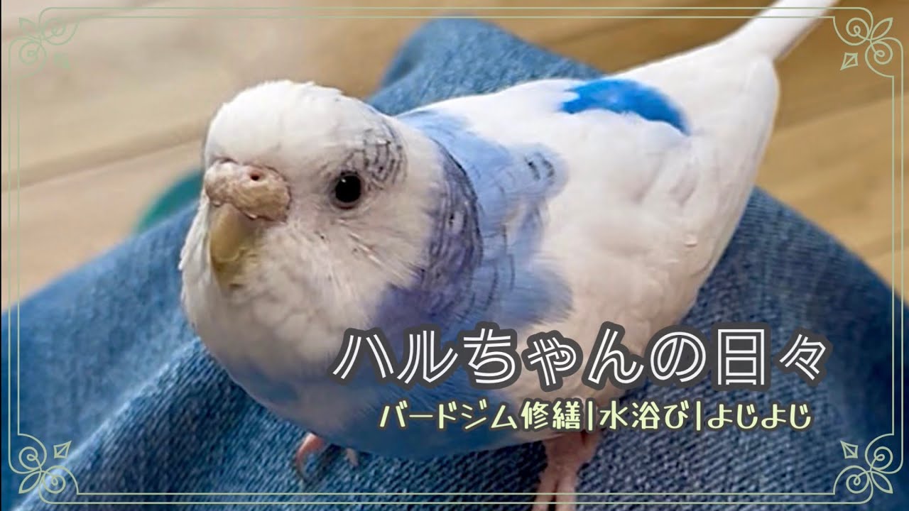 【セキセイインコ】穏やかな日々✨ハルちゃんの日常vlog