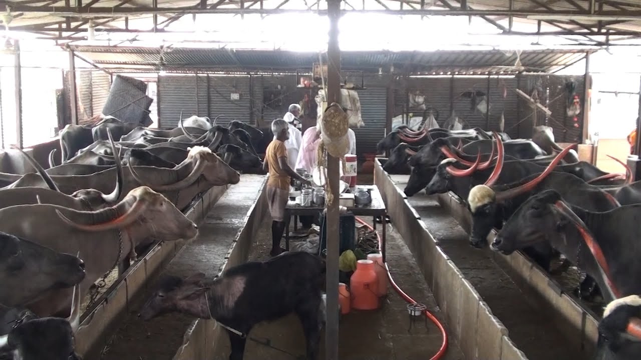 Pandharpuri Buffalo farm in Akkalkot,80 Bhaison ka Tabela,Pandharpuri Buffalo,animal video,pets