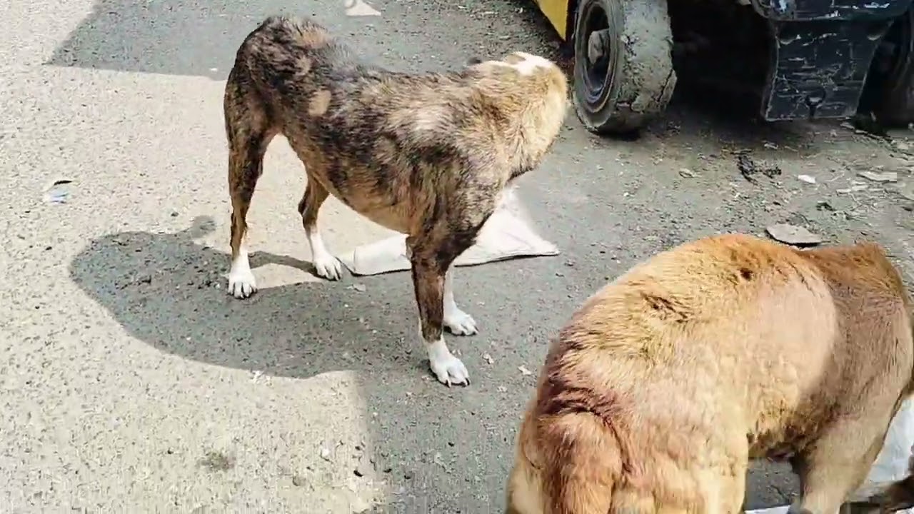 वीर यात्रेवरून परत पुण्याला लेकरांसाठी🐕‍🦺🐕‍🦺#streetdogs#