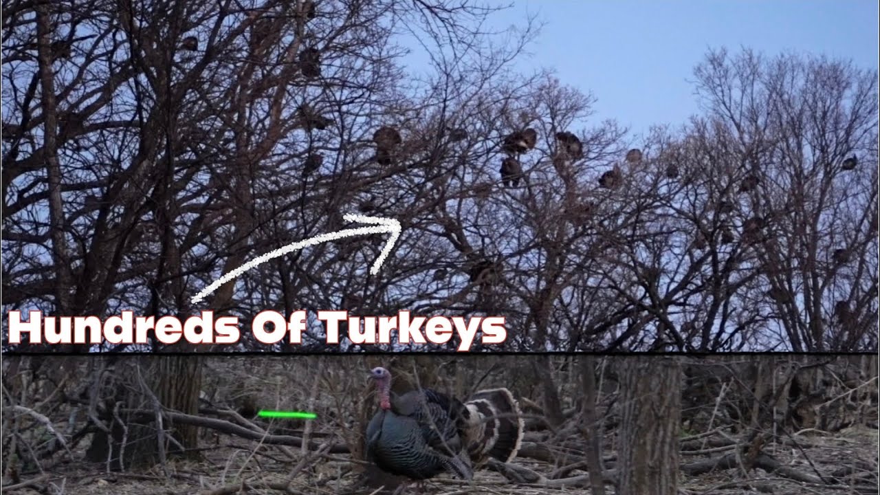 This Nebraska Turkey Hunt Got INSANE (5 Tags Filled!) | Archery Turkey Hunting |