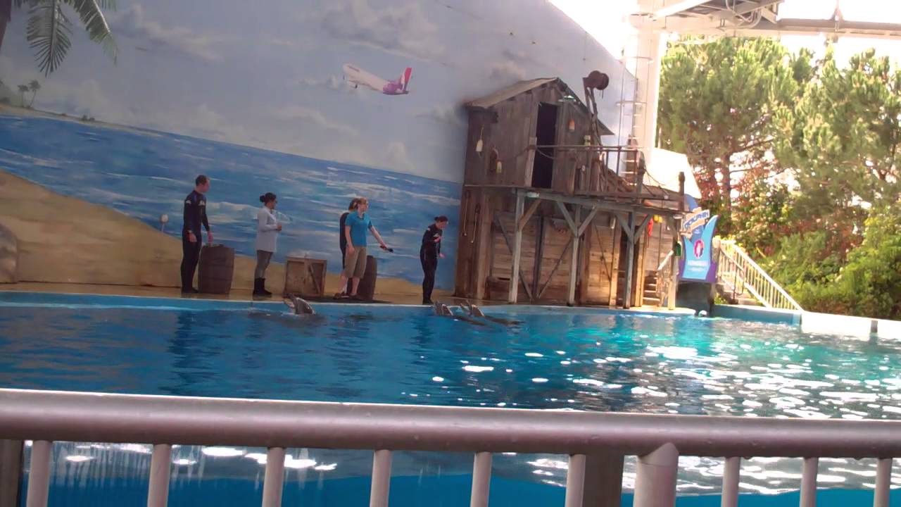 Dolphin Show at Six Flags Discovery Kingdom