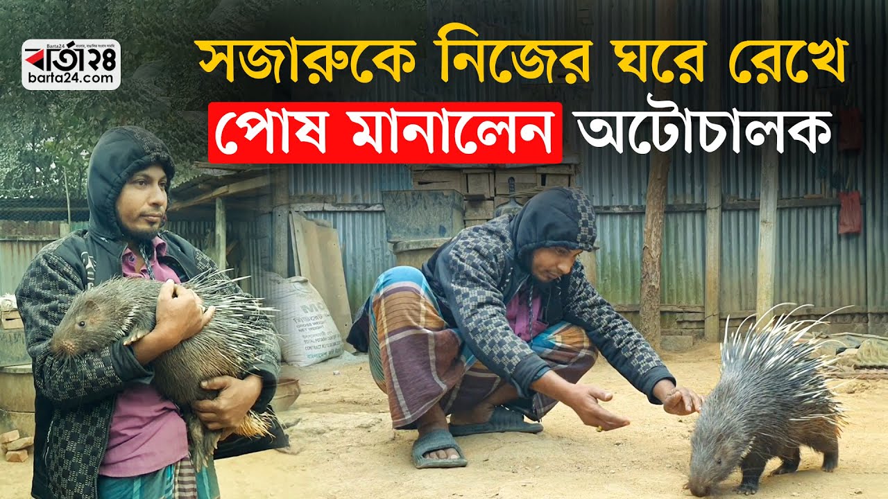 সজারুকে নিজের ঘরে রেখে পোষ মানালেন অটোচালক লিটন | Porcupine | Tangail | Pet | Barta24