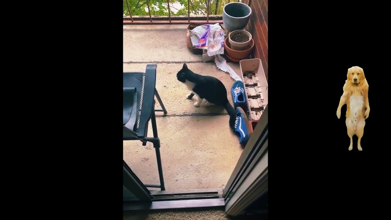 Sleepy Cat Chaos 😴🐱 Funniest Cat Moments 2025 😂