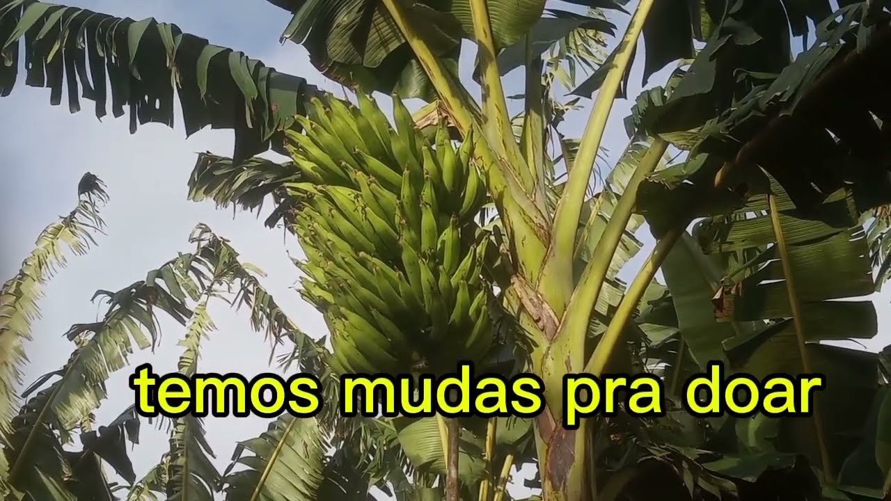 Colheita de banana da terra Maranhão ou nove palmas