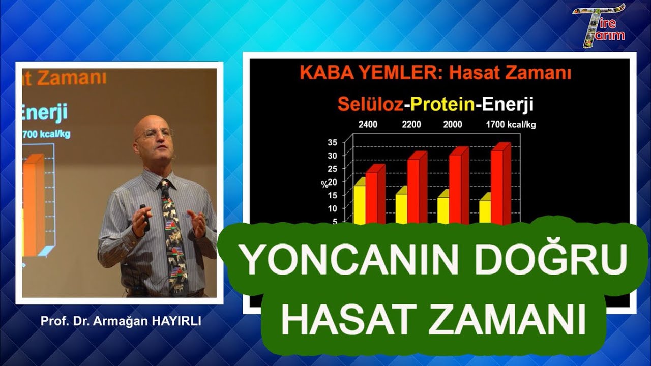 Yonca ne zaman hasat edilmeli? Prof. Dr. Armağan Hayırlı