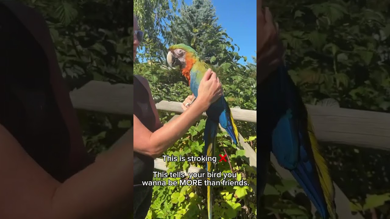 Petting v stroking - there&rsquo;s a big difference! #birds #parrot #macaw