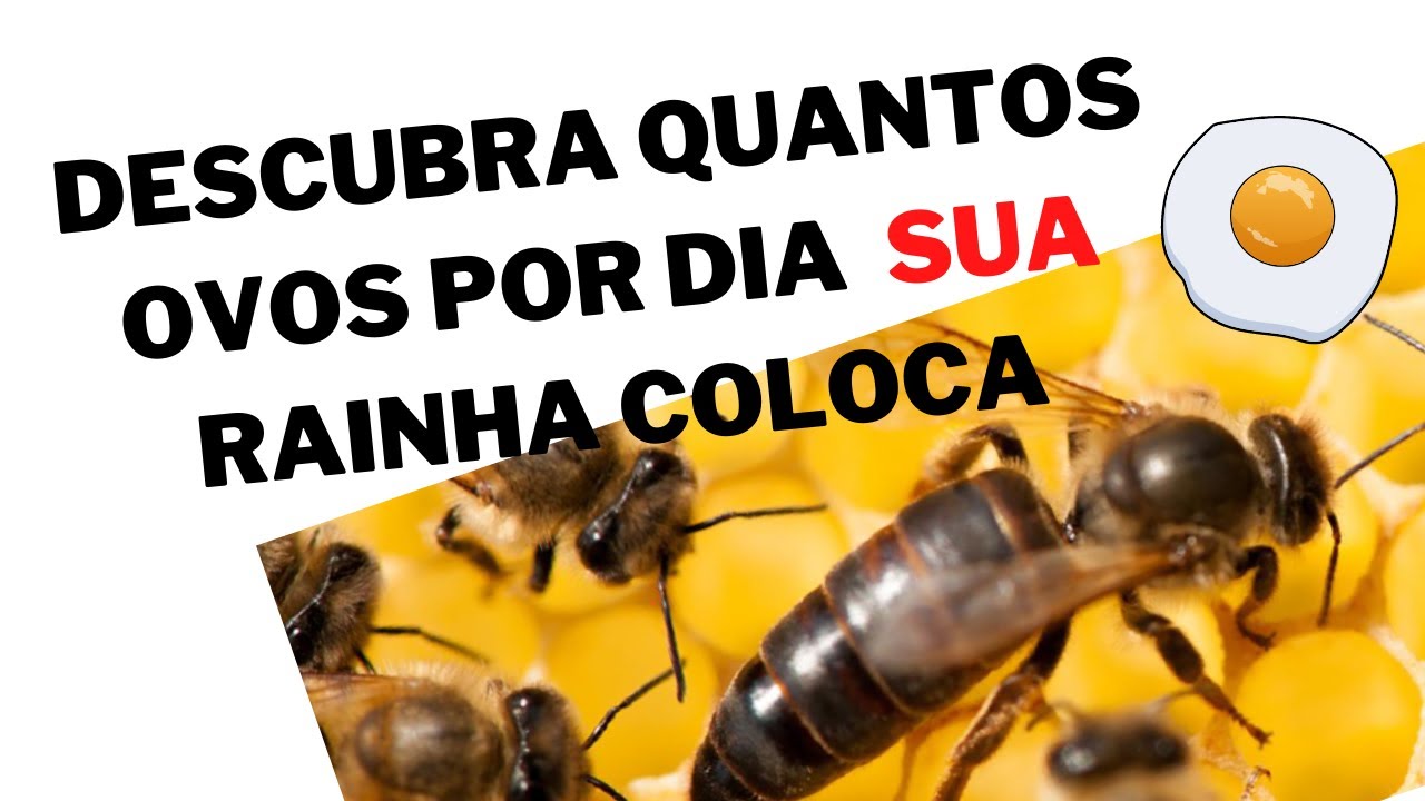 Conhe&ccedil;a a gen&eacute;tica de SUA abelha RAINHA | Apislogia