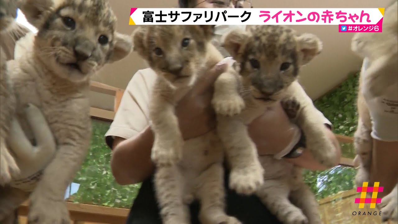 とっても元気！ライオンの赤ちゃん