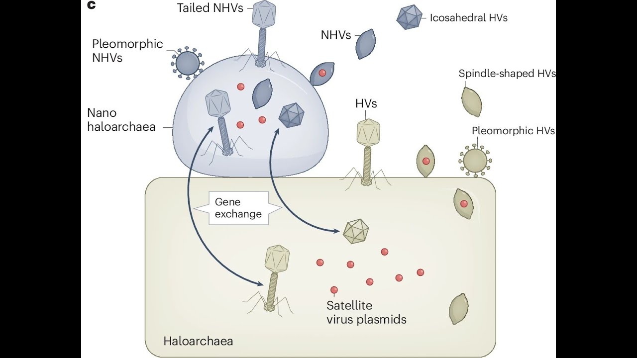 Nested Symbiosis in Extreme Environments