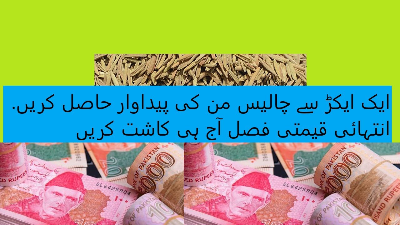Inder Jau Cultivation -  Karway Jau Ki Kasht in Pakistan