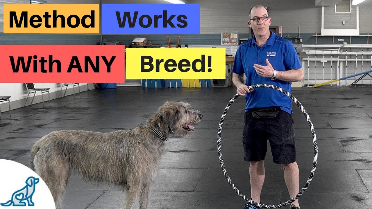 Teach Your Dog To Jump Through A Hoop - Professional Dog Training Tips
