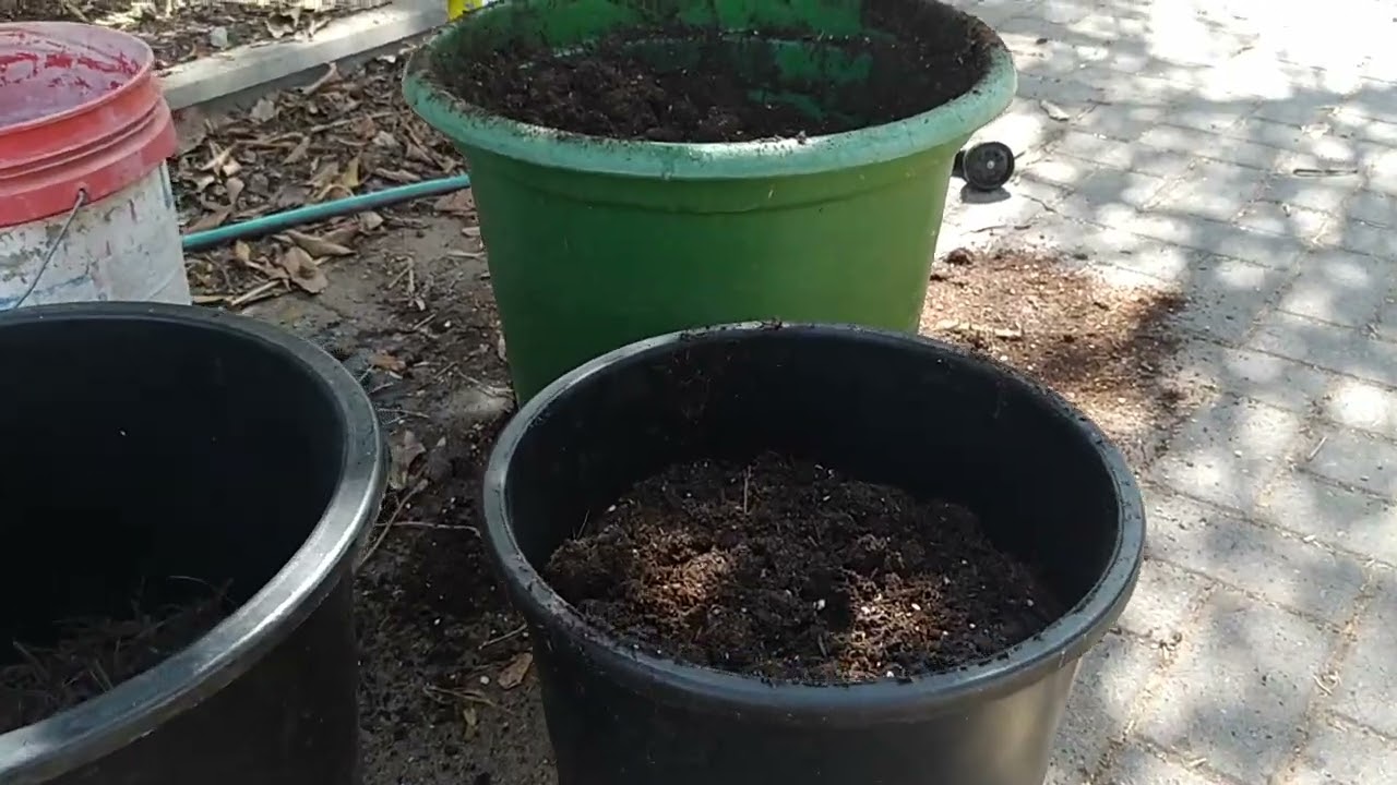 שתילת קיט אוכמניות בגינה של נימרוד