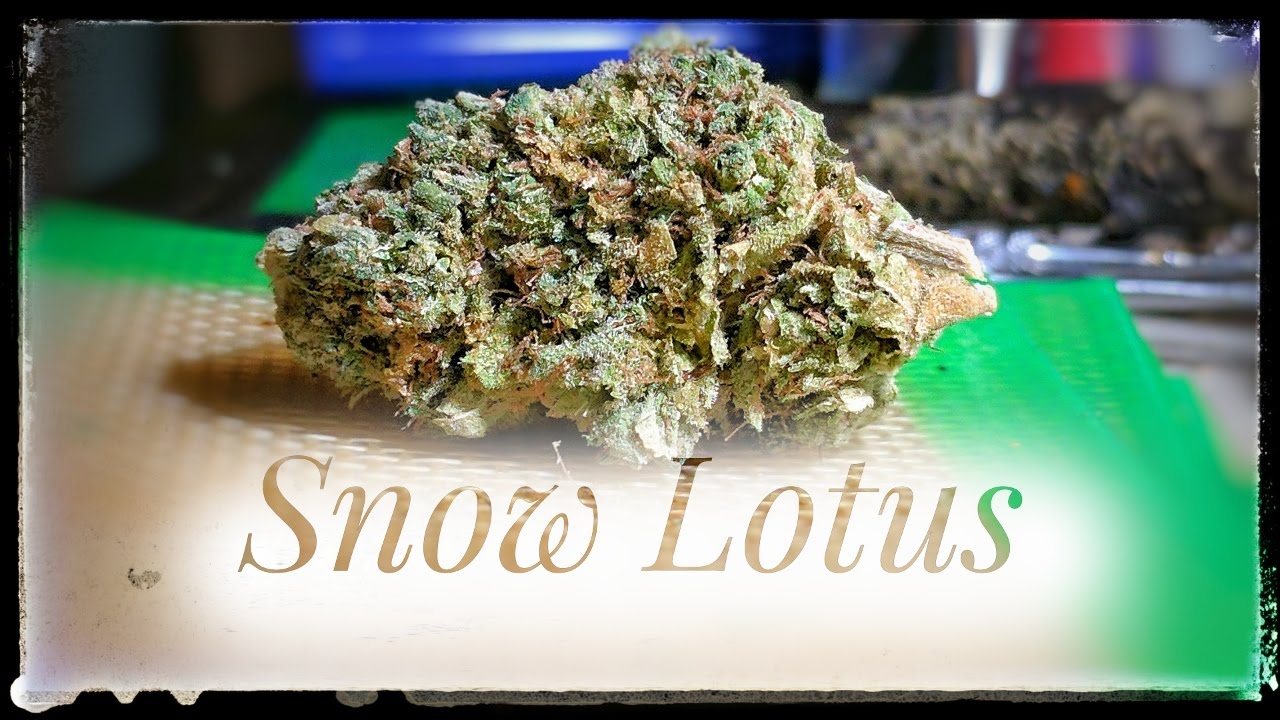 Strain Review - Slt - Snow Lotus - MMJ Total Health Care