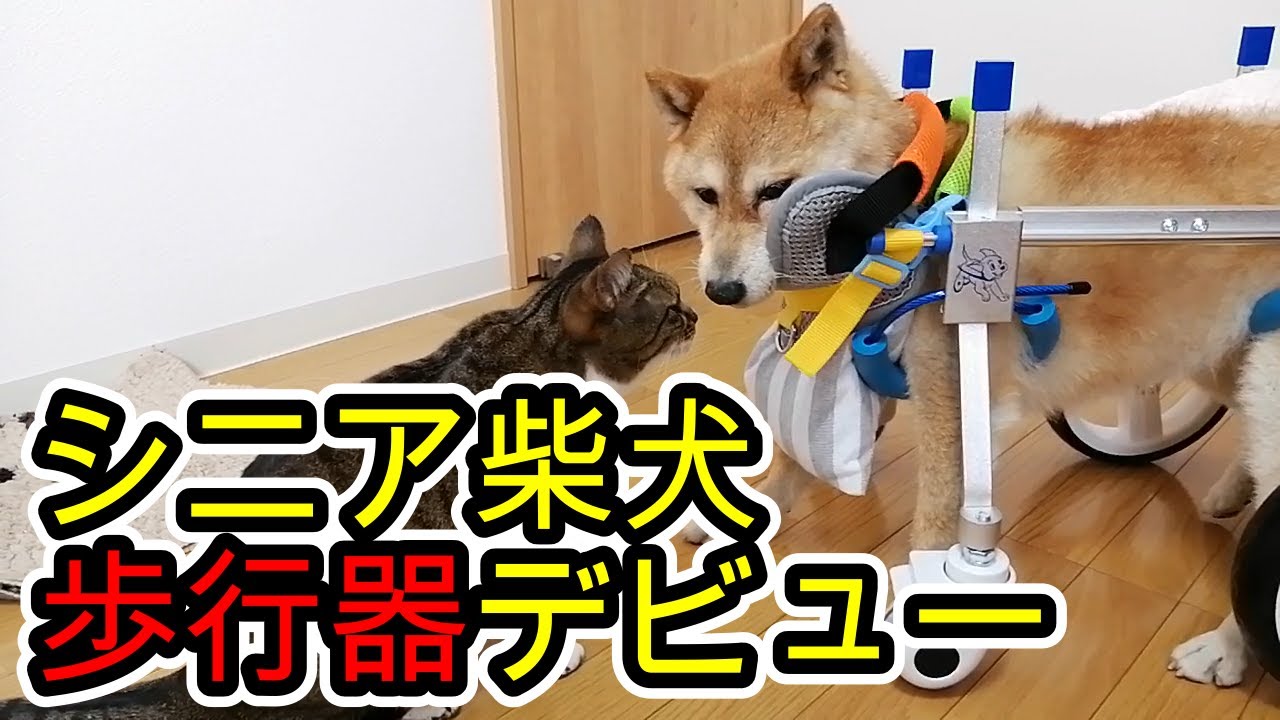 ［シニア柴犬歩行器デビュー］｛犬用歩行器組立て動画｝＃犬用４輪歩行器