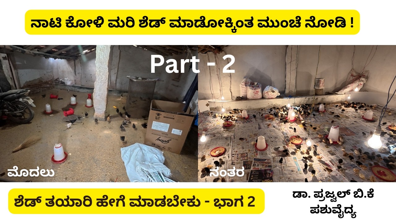 ಭಾಗ - 2 | ದೇಸಿ ನಾಟಿ ಕೋಳಿ ಮರಿಗಳಿಗೆ ಶೆಡ್ ಹೇಗೆ ರೆಡಿ ಮಾಡೋದು? #ನಾಟಿಕೋಳಿಮರಿಗಳು #ನಾಟಿಕೋಳಿಸಾಕಾಣಿಕೆ #NatiKoli