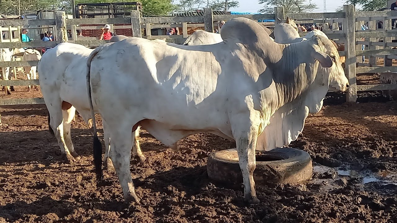 FEIRA DO GADO EM CAMPINA GRANDE-PB 11-02-2026