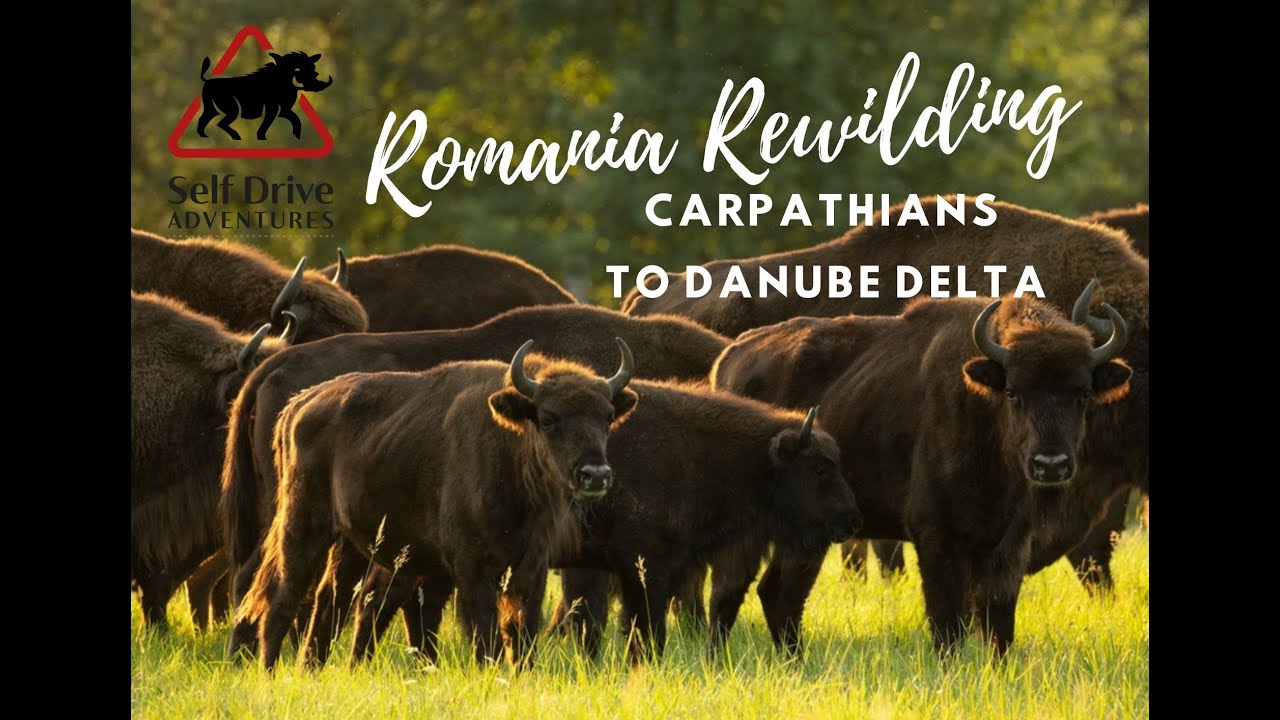 Rewilding Romania Self Drive Adventure