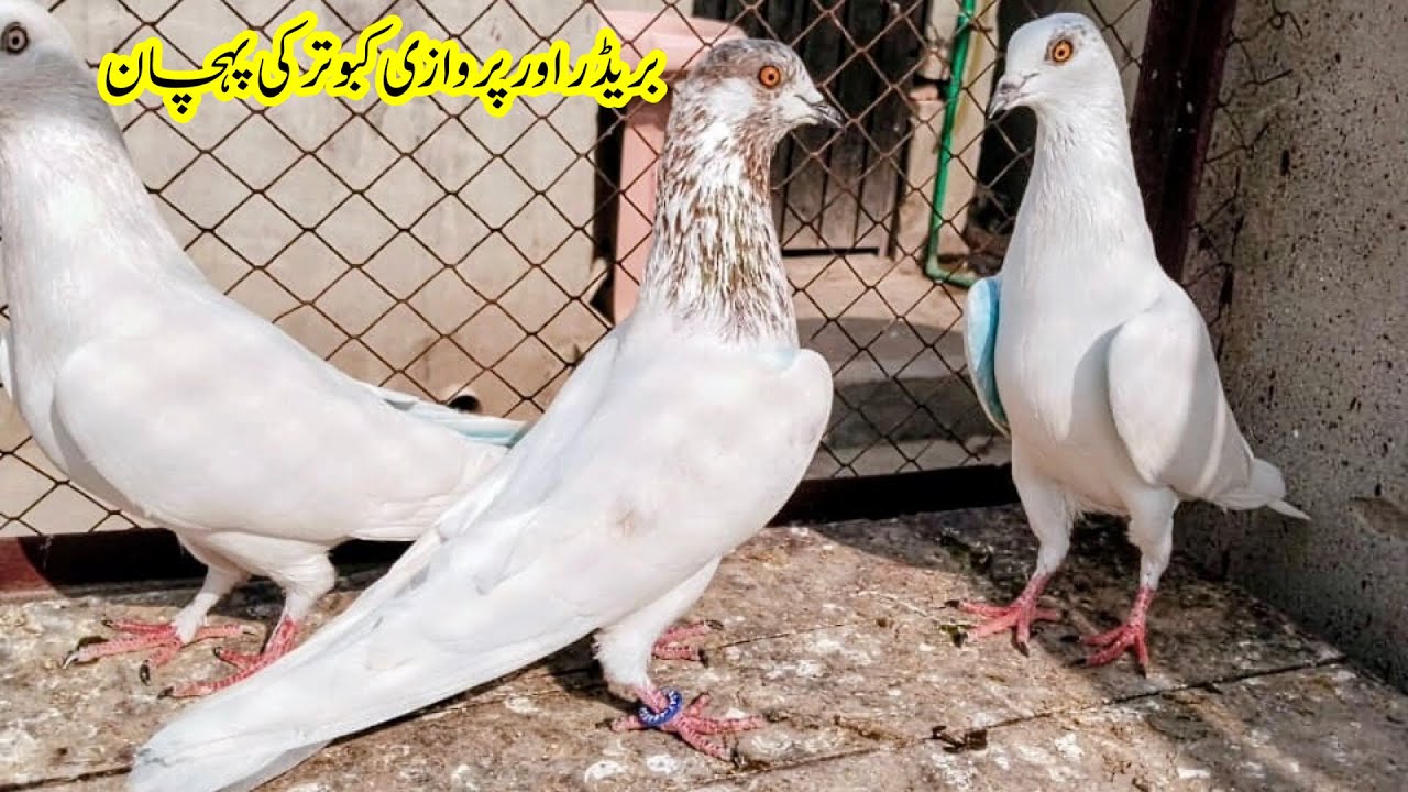 Breeder Aur Prwazi Kabootar Ki Pehchan