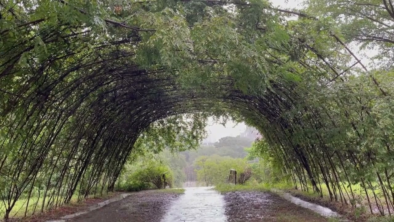 ASMR Rain & Birds Ambience (1 Hour) | Deep Relaxation, Sleep & Tingles