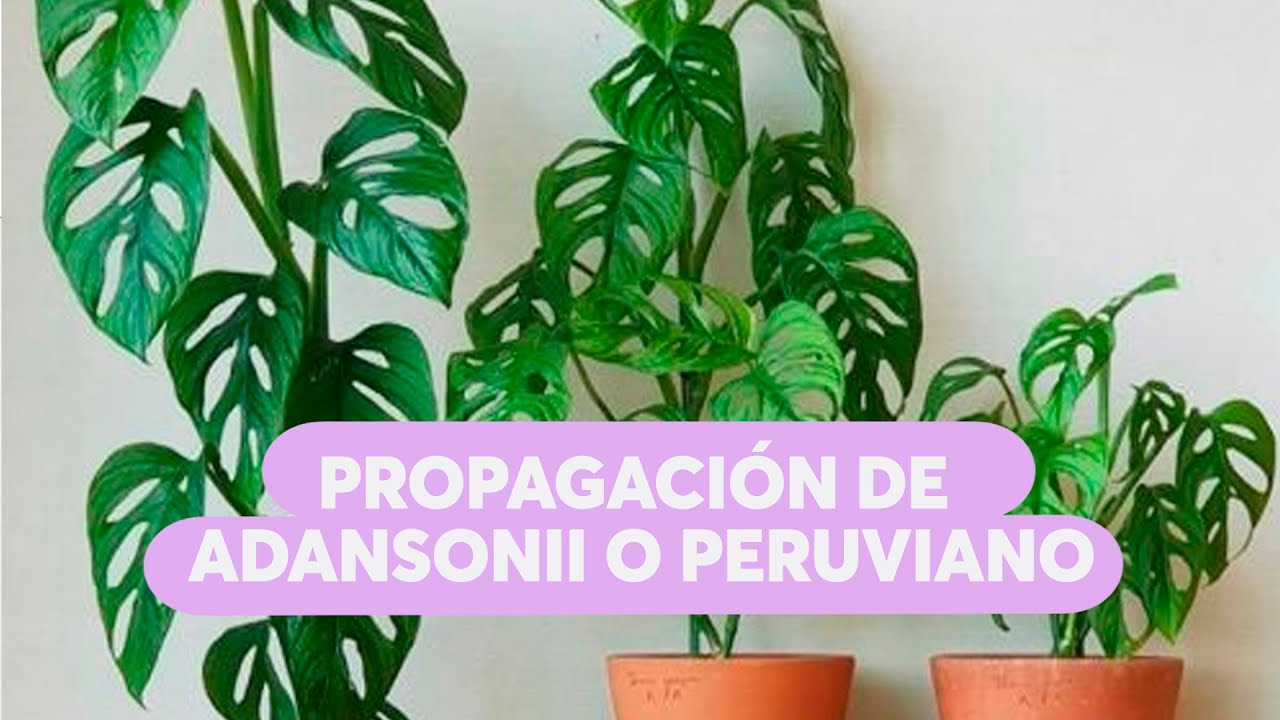 Propagación y tutorado de monstera adansonii