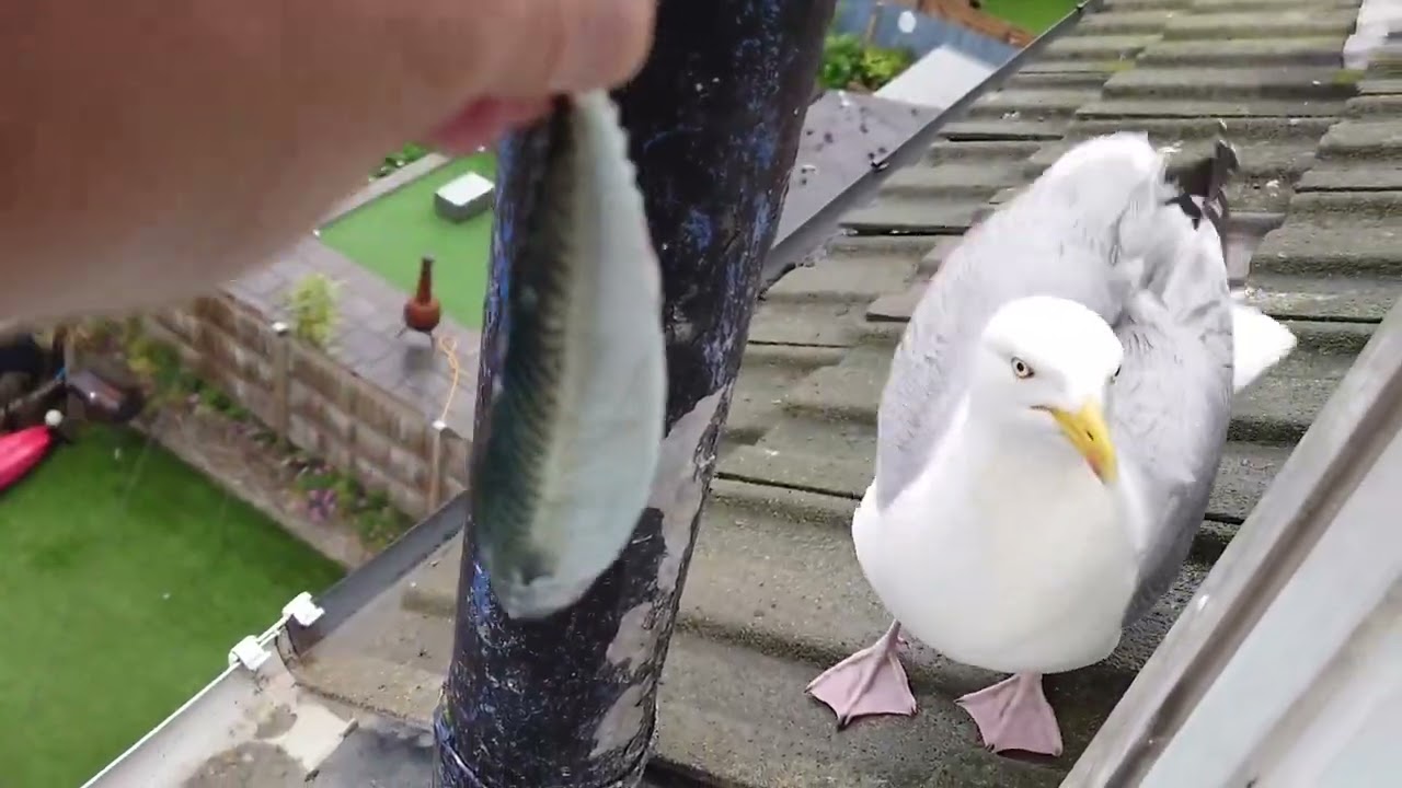 Mackerel for Breakfast - Seagull TV EP 13 #seagull #birds