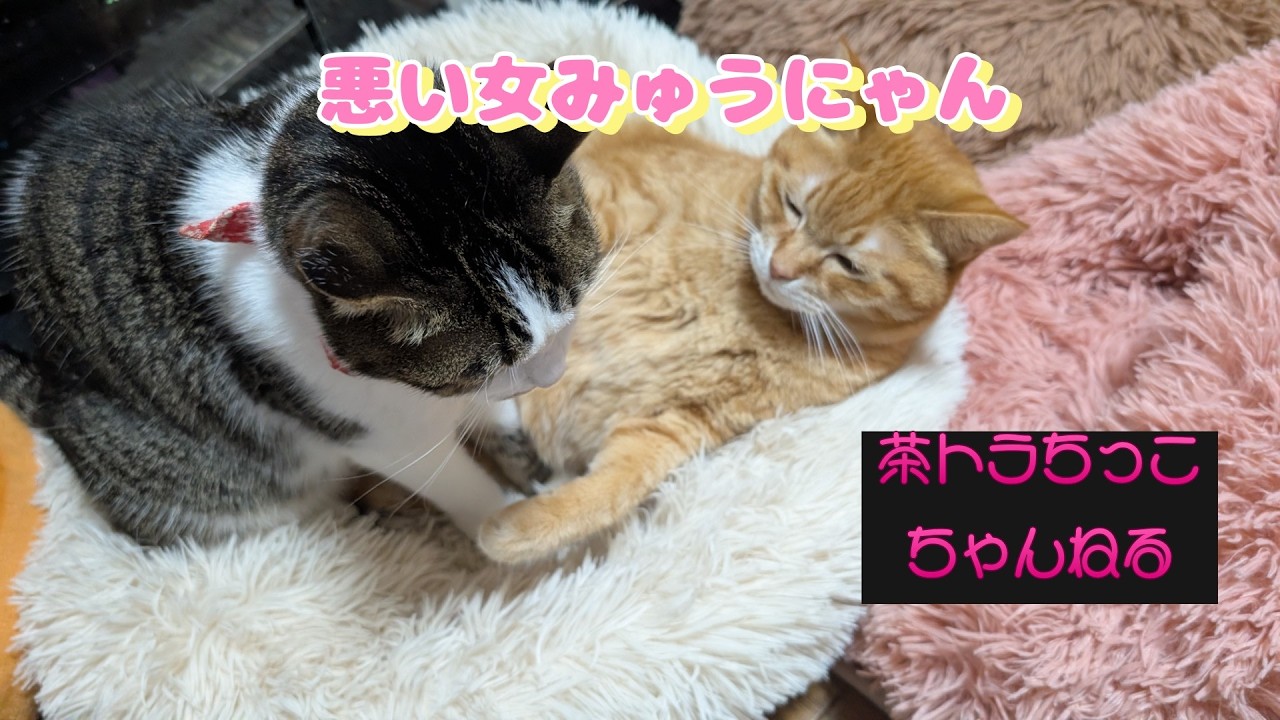 悪い女みゅうにゃん＃猫＃猫好きさんと繋がりたい＃保護猫出身＃猫のいる暮らし＃猫のいる生活＃癒し＃cat＃cute＃cutecat＃बिल्ली＃Gatto＃Kedi＃고양이
