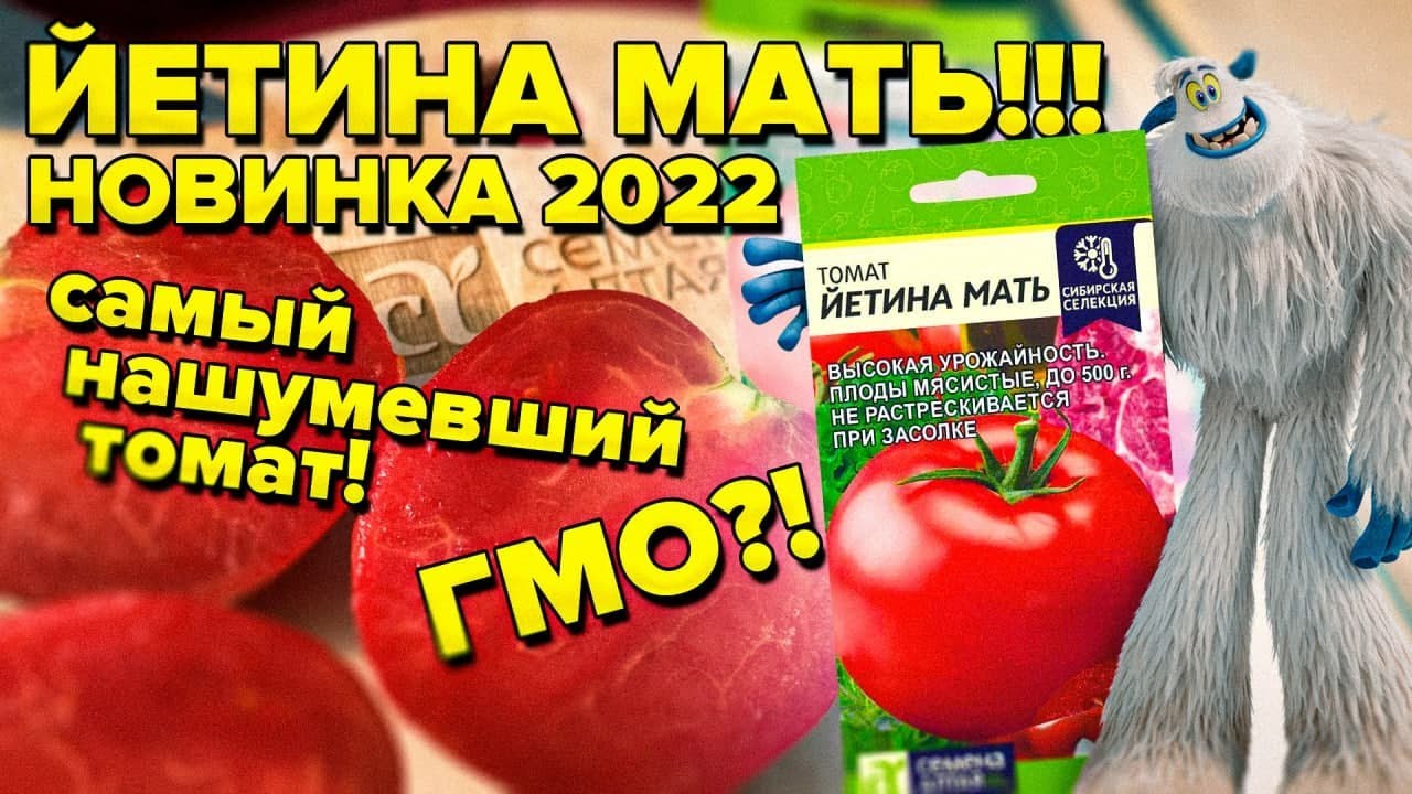 ЙЕТИНА МАТЬ! ТОМАТ ДЛЯ ОТКРЫТОГО ГРУНТА БЕЗ ФОРМИРОВКИ И ПАСЫНКОВАНИЯ! ВЫРАСТЕТ ВЕЗДЕ