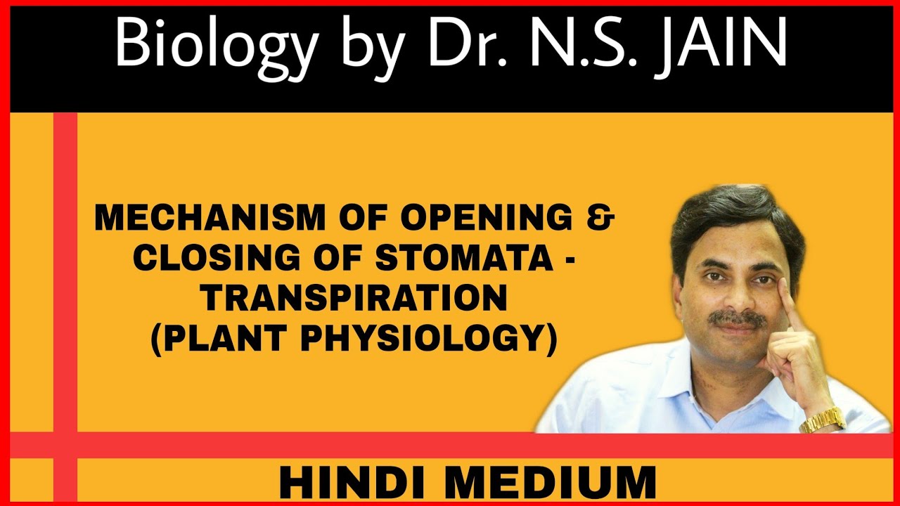 Mechanism of Opening & Closing of Stomata -Transpiration | (Plant Physiology)  Hindi Medium