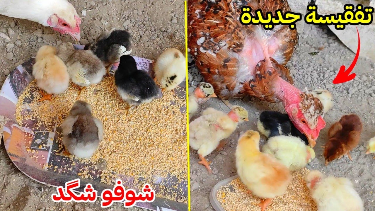 فقست باگلة والفروجة البيضة 🐣 استقبال الكتاكيت بعد التفقيس + شوفو وين مبيضة الدجاجة 😂